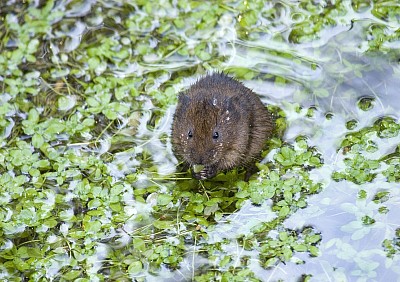 Water Vole