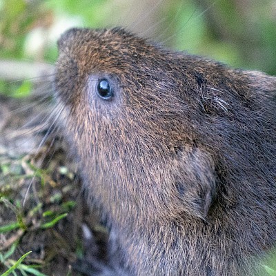 Water Vole