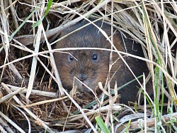 Water Vole