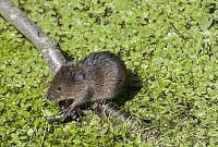 Water Vole