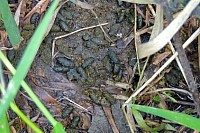 Water Vole Latrine