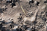 Water Vole Foot Print