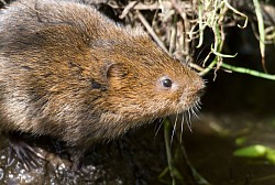 Water Vole