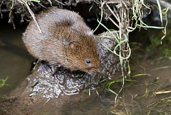 Water Vole