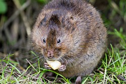 Water Vole