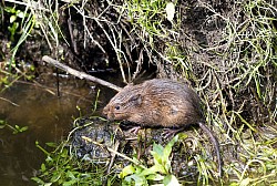 Water Vole