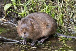 Water Vole