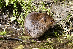 Water Vole