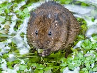 Whitchurch Water Voles